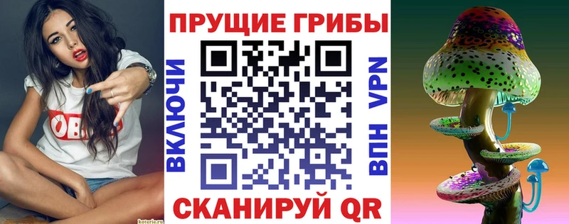 Псилоцибиновые грибы Psilocybe  Купить закладки  Амурск 
